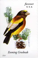 Songbirds - Evening Grosbeak
