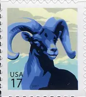 Big Horn Sheep