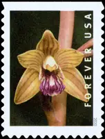 Wild orchids - Hexalectris spicata