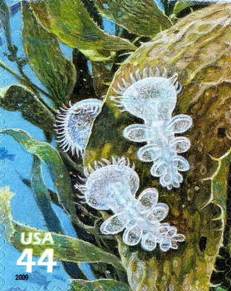 Nature of America - Kelp Forest - Lion's Mane Nudibranch