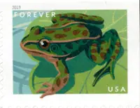 Frogs - American Green Tree Frog