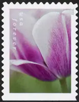 Tulip Blossoms