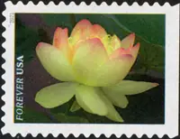 Garden beauty