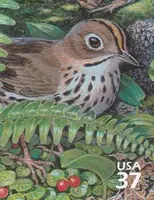 Northeast Deciduous Forest - Ovenbird