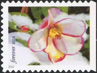 Flowers - Snow beauty