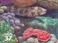Pacific Coral Reef - Snowflake Moray Eel & Spanish Dancer