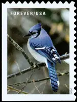 Winter scenes - Blue jay