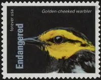 Endangered Species - The golden-cheeked warbler (Setophaga chrysoparia)
