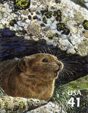 Nature of North America - Alpine Tundra - American Pika