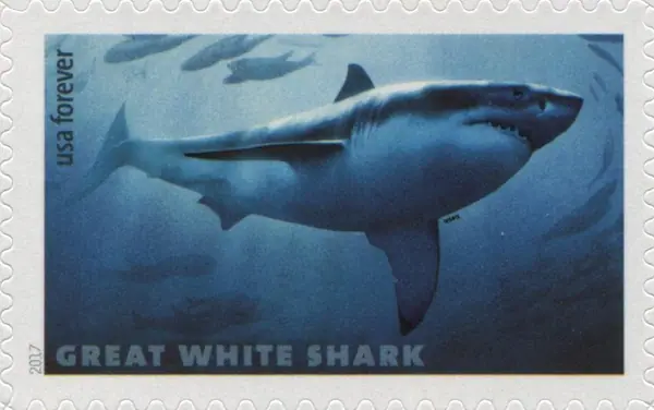 Sharks - Great White Shark