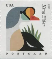 Coastal Birds - King Eider