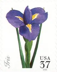 Spring flowers - Iris
