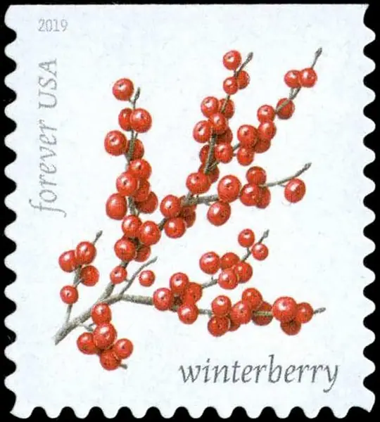 Winter berries - Winterberry (Ilex verticillata)
