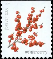 Winter berries - Winterberry (Ilex verticillata)