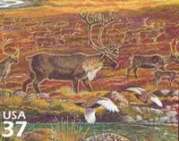Nature of America - Arctic Tundra - Caribou