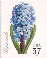 Spring flowers - Hyacinth