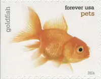 Pets - Goldfish