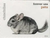 Pets - Chinchillas