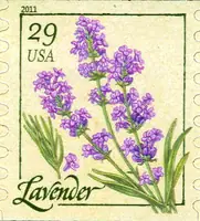 Herbs - Lavender