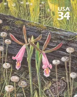 Beauty of Longleaf Pine Forest - Rosebud Orchid