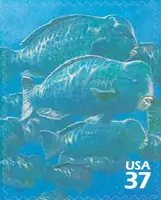 Pacific Coral Reef - Bumphead Parrotfish