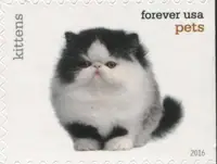 Pets - Kittens