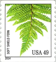 Ferns - Soft Shield Fern