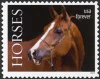 Horses