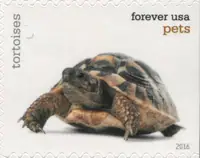 Pets - Tortoises