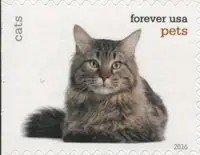 Pets - Cats