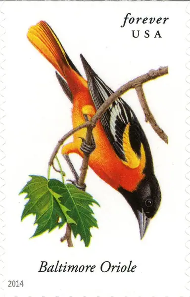 Songbirds - Baltimore Oriole