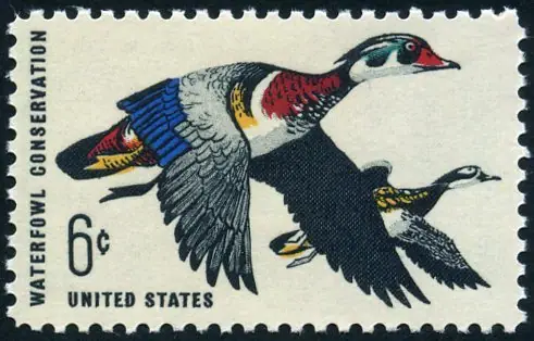 wood duck s