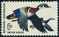 wood duck s