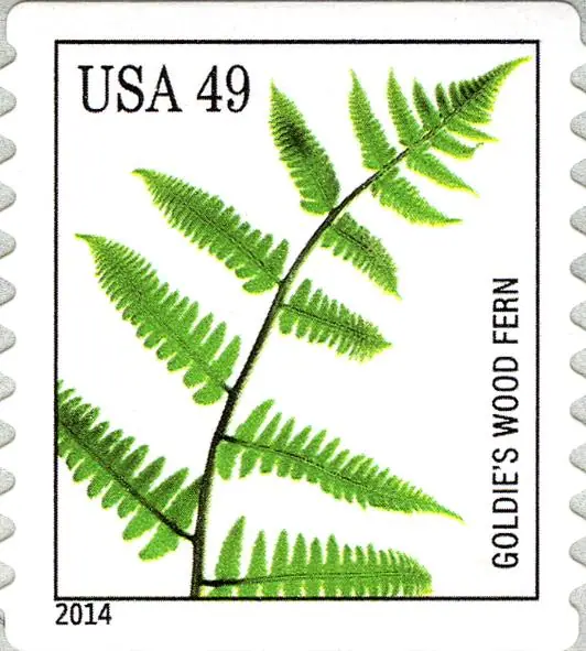 Ferns - Goldie's Wood Fern