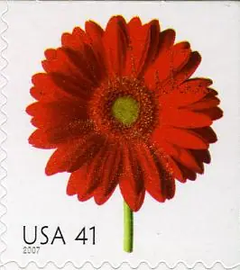 Beautiful Blooms - Gerbera daisy