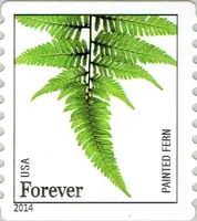Ferns - Painted Fern