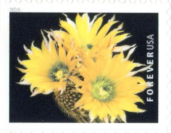 Cactus Flowers - Echinocereus dasyacanthus
