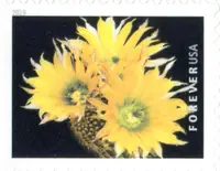 Cactus Flowers - Echinocereus dasyacanthus