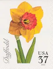 Spring flowers - Daffodil