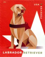 Military Working Dogs - Labrador Retriever
