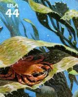 Nature of America - Kelp Forest - Northern Kelp Crab