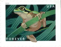 Frogs - Squirrel Tree Frog
