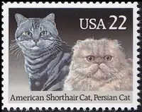 American Shorthair cat , Persian cat