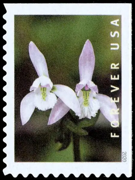 Wild orchids - Platanthera leucophaea
