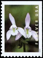 Wild orchids - Platanthera leucophaea