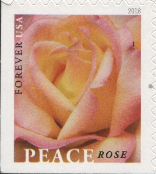 Peace Rose