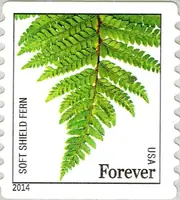 Ferns - Soft Shield Fern