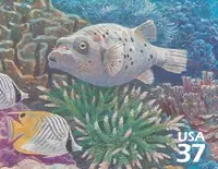 Pacific Coral Reef - Black-spotted Puffer