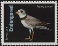 Endangered Species - The piping plover (Charadrius melodus)