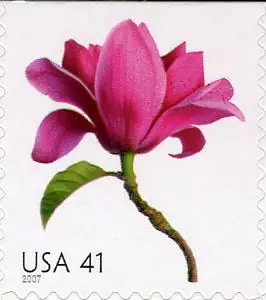 Beautiful Blooms - Magnolia
